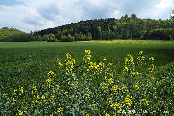 agriculture